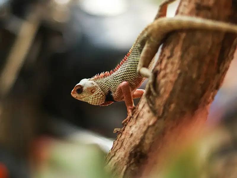 Lizard in a terrarium