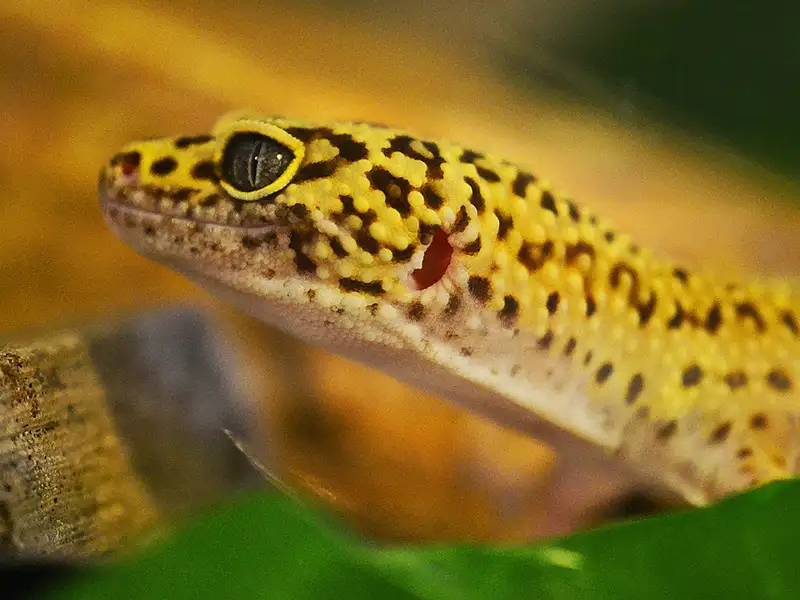 Lizards as pets - Leopard gecko