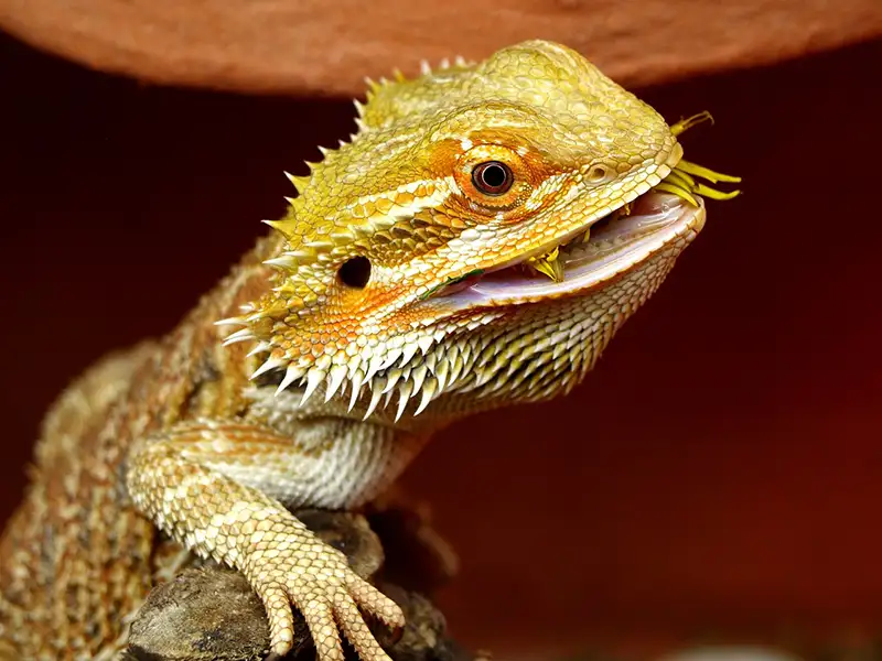 Lizards as pets - Bearded dragon