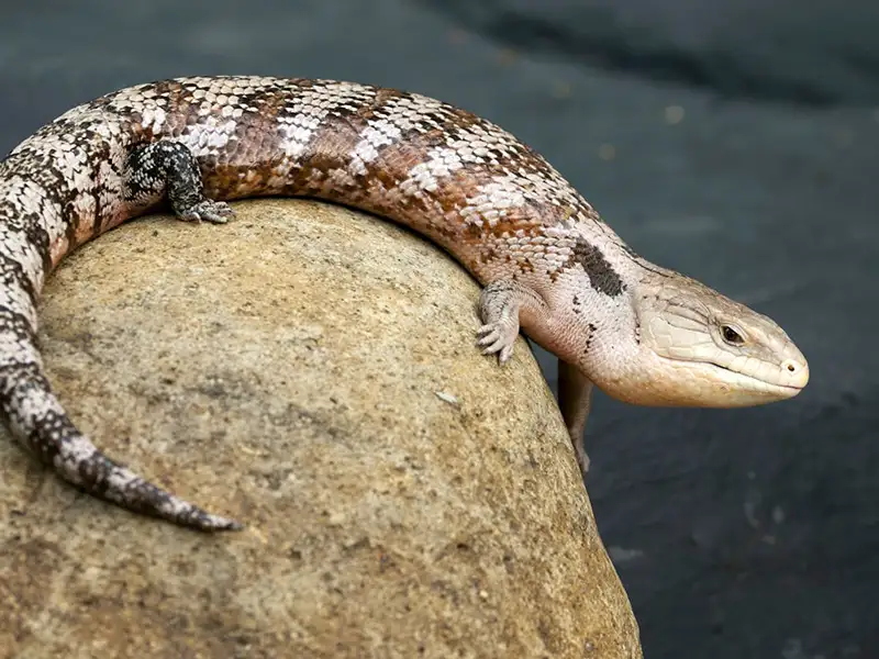 Lizards as pets - Blue-tongued skink