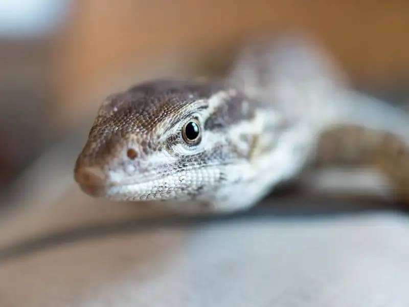 Jaszczurki jako zwierzęta domowe - Ackie Monitor Lizard