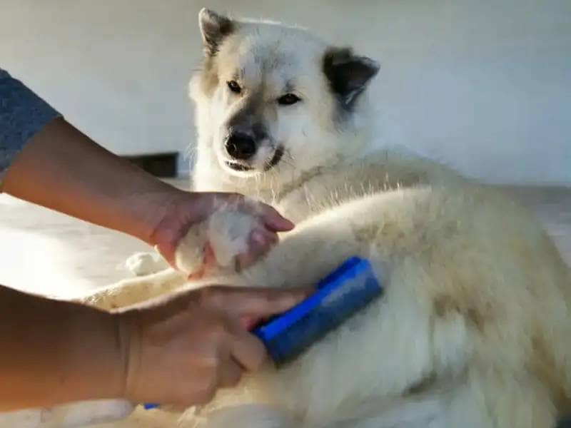 woman grooming a dog