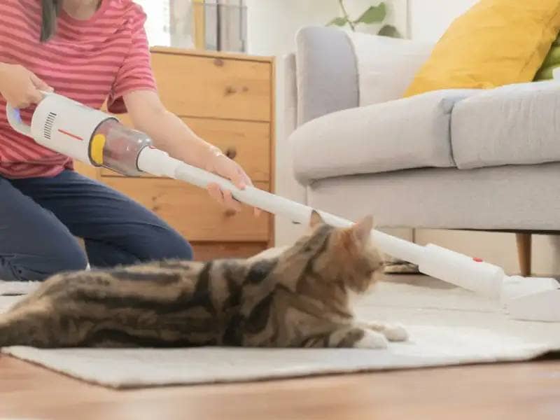 Woman kneeling on the floor, vacuuming under the couch, a cat lays next to her