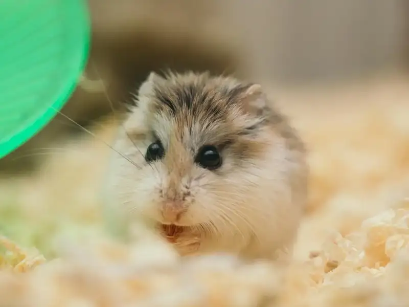 A little hamster eating