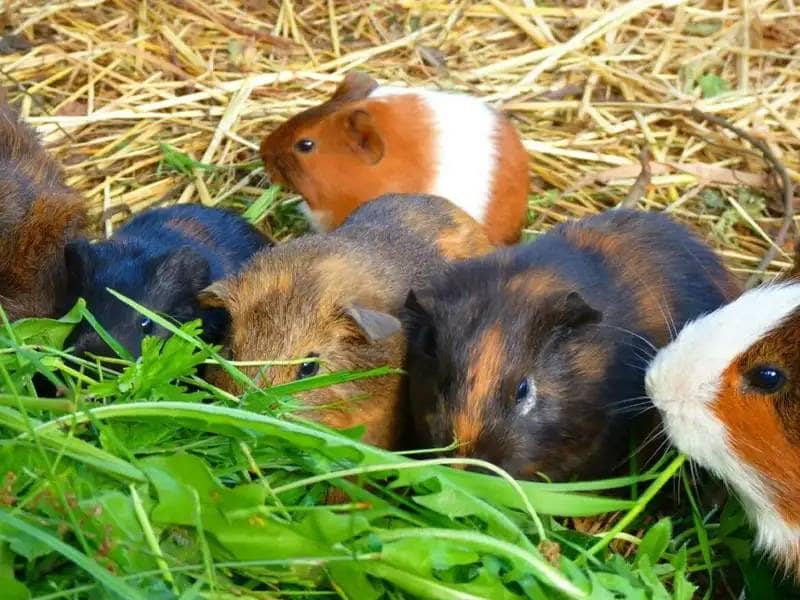 6 Guinea pigs eating hay and grass