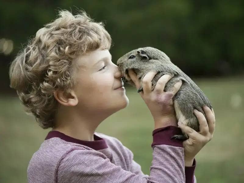 Boy holding guinea pig