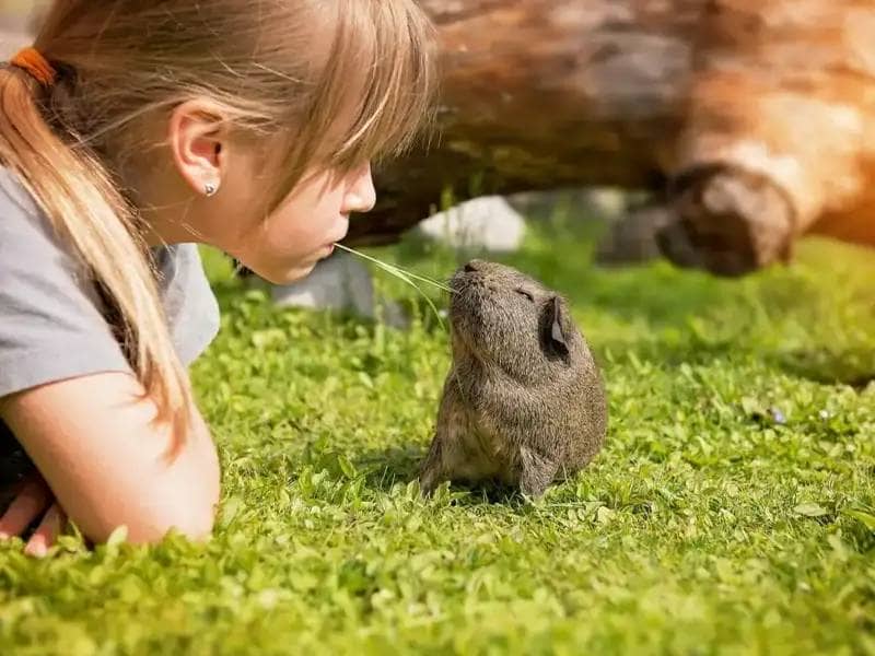 Girl and guinea pig on meadow