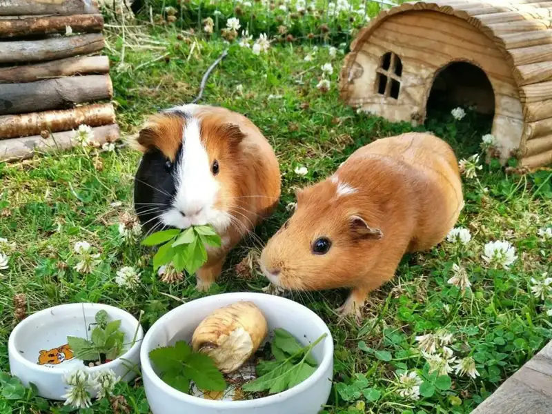 Two guinea pigs in outdoor enclosure