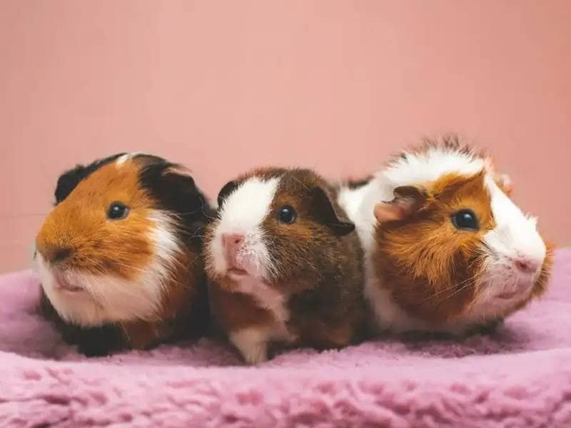 A Guinea Pig as a New Friend: Your Checklist for Acquisition