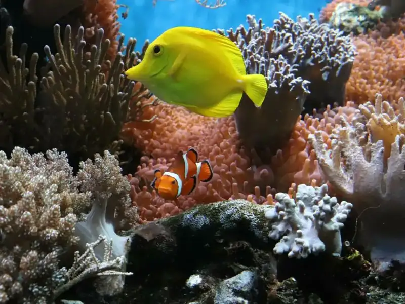 Two fish in front of corals