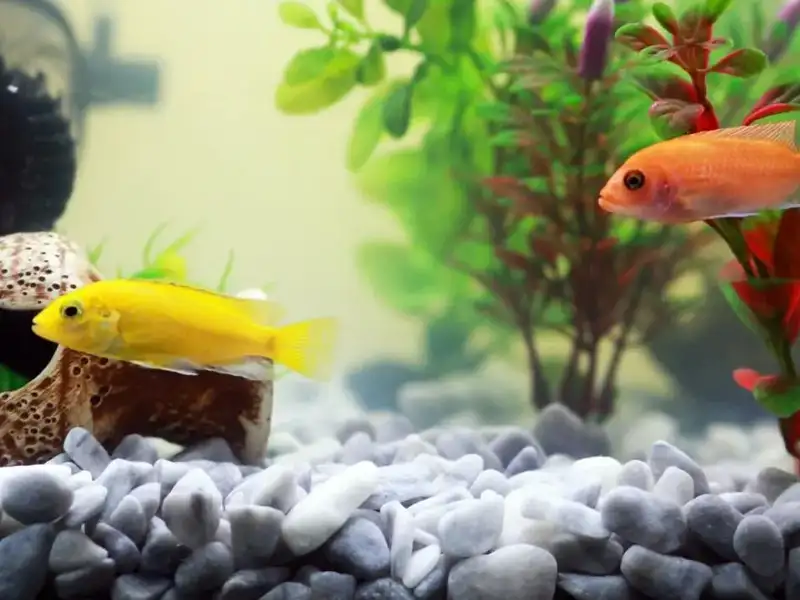 Gelber und oragner Fisch im Aquarium