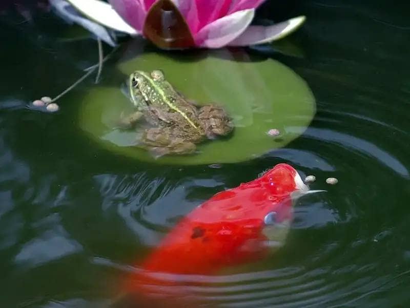 Koi and frog in pond