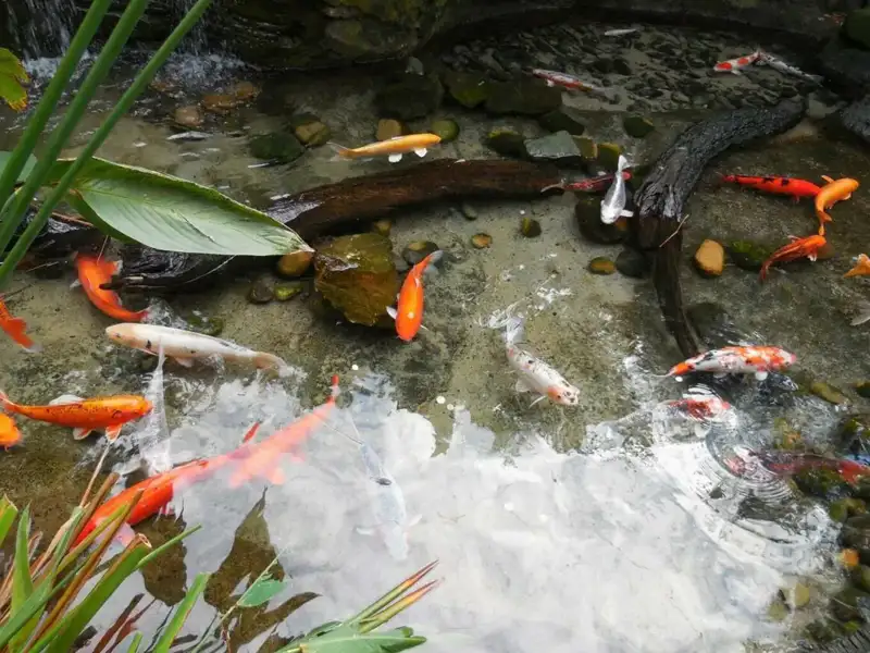 Fischteich anlegen leicht gemacht: Ihre Anleitung für den perfekten Teich im Garten