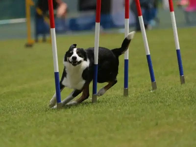 Sporty psów rasy Border Collie