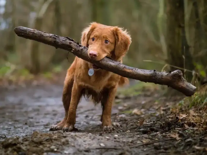 Brown dog with large Stick in his mouth