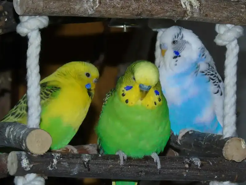 Trzy papużki faliste na huśtawce