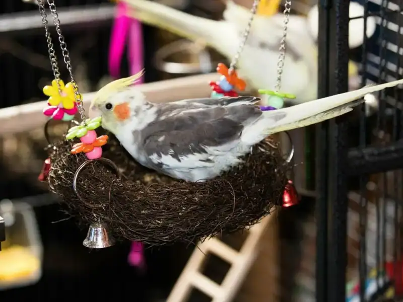 Papużka falista na huśtawce gniazdowej