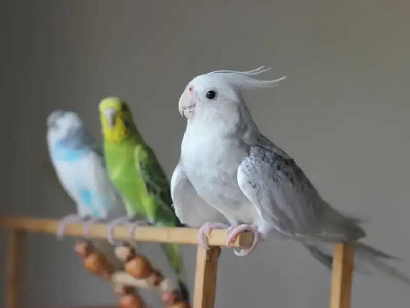 Latające rozrywki: Najlepsze zabawki dla twojego papużki falistej