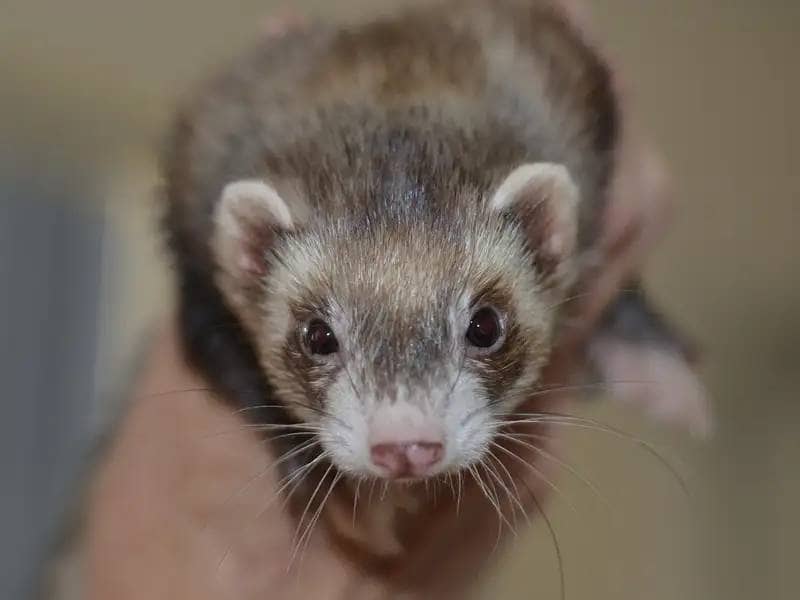 Ferrets as Pets: What You Need to Know Before Getting a Ferret