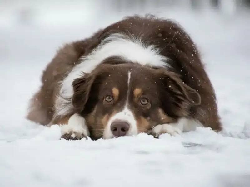 Frosty Danger: Protecting Your Dog from Snow Gastritis
