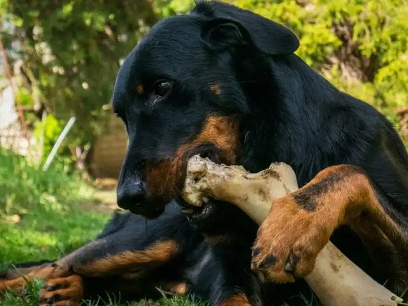 Dog chews on a bone