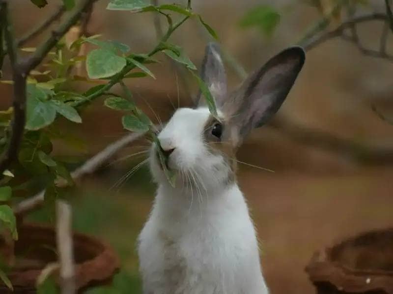 Futterbaum für Kaninchen und Meerschweinchen: Spiel, Spaß und gesunde Ernährung 