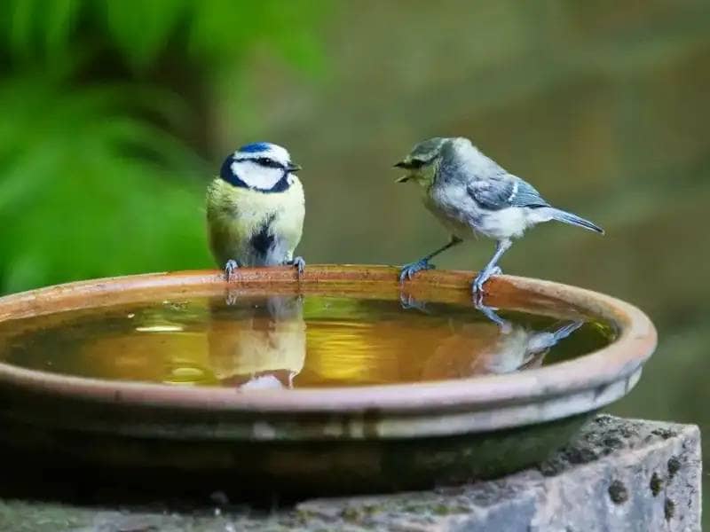 2 ptaki na ceramicznej misce z wodą