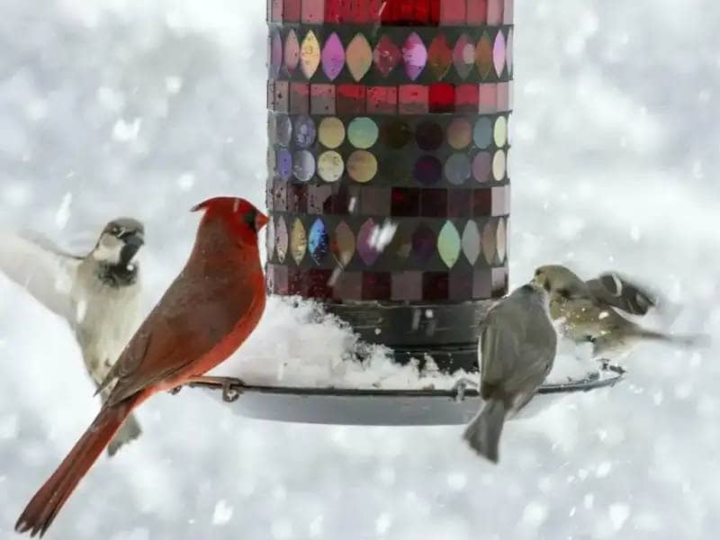 Dokarmianie ptaków ogrodowych zimą: Przewodnik po zimnych porach roku