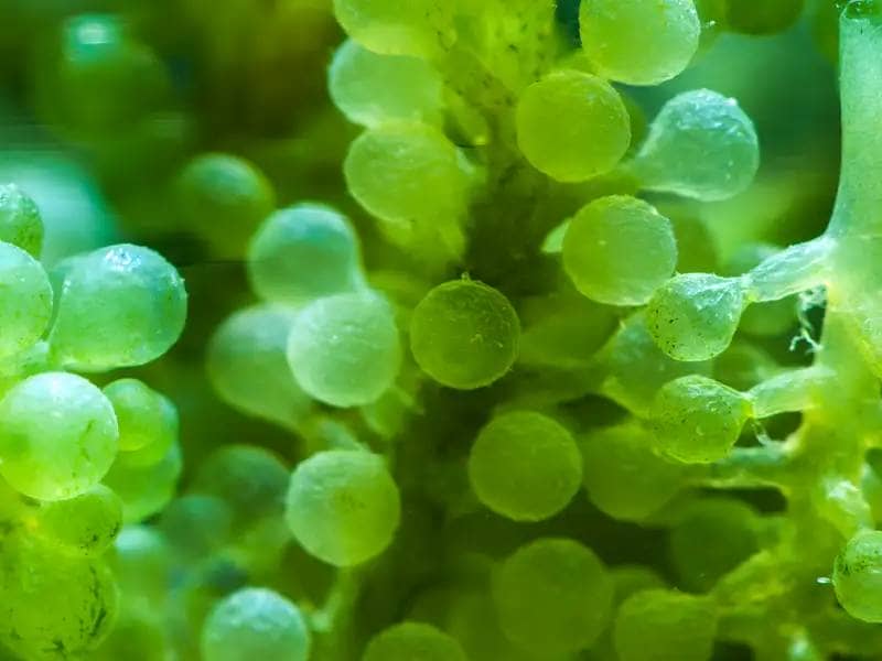 Ujęcie makro alg