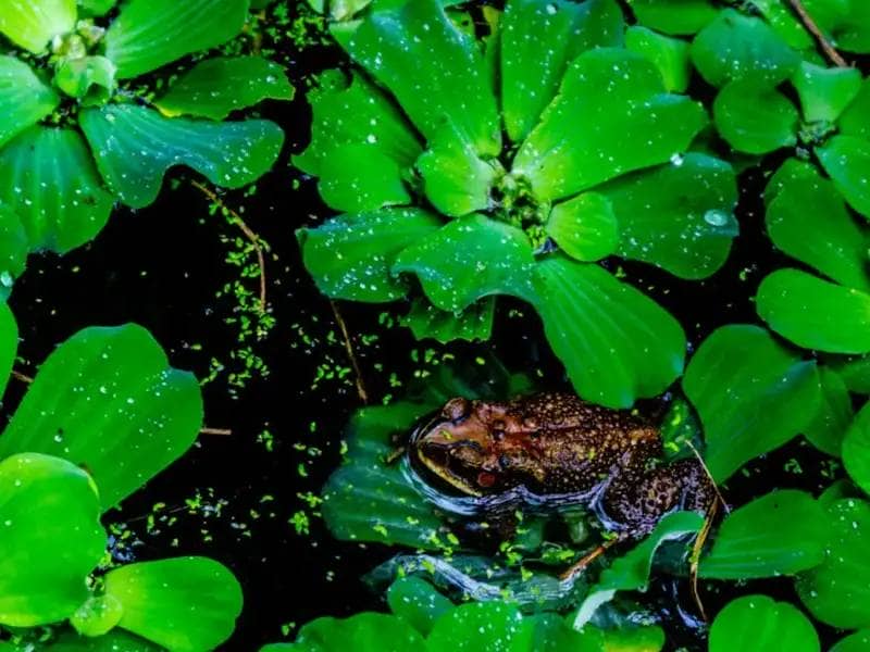 Żaba w stawie otoczona roślinami wodnymi