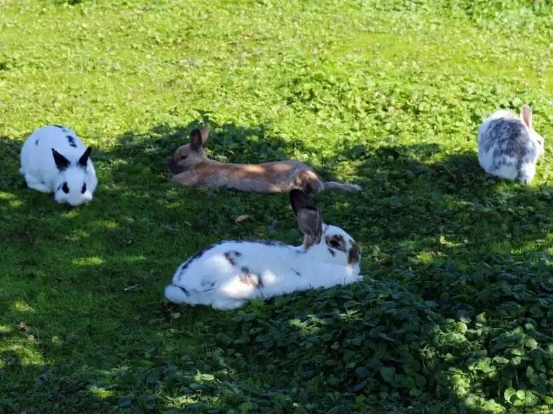 4 bunnies laying on a meadow
