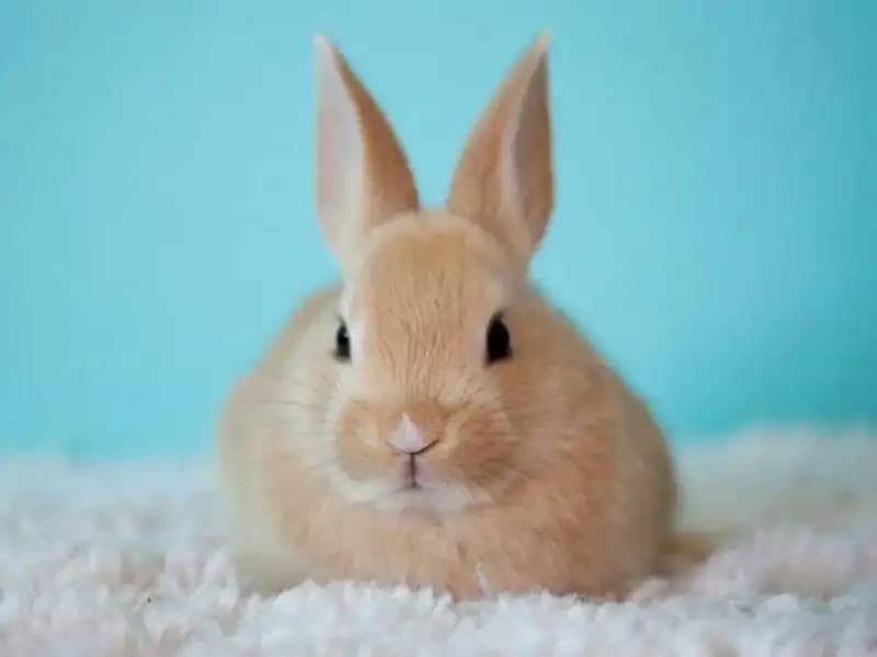 Podstawy opieki nad królikiem: Wszystko, co musisz wiedzieć