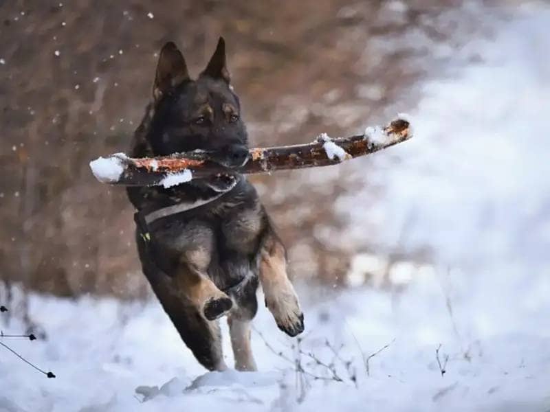 Owczarek niemiecki biegnie przez śnieg z kijem w pysku
