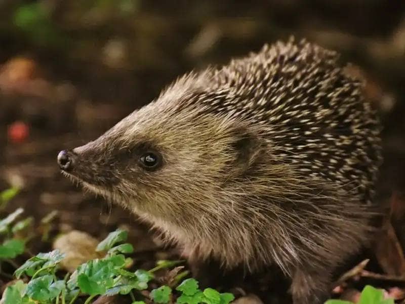 hedgehog in the forrest