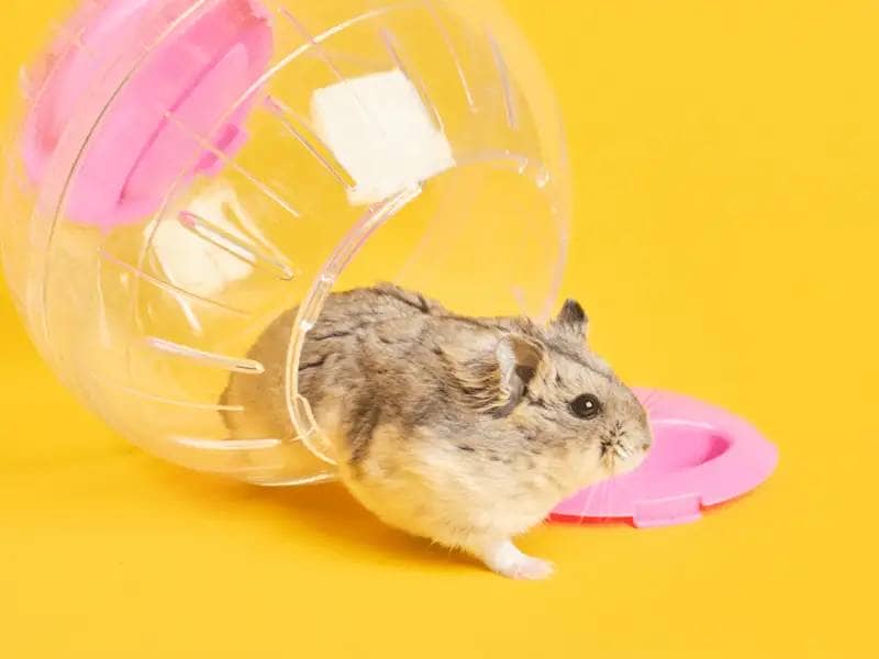 Hamster Ball on Review: The Pros and Cons