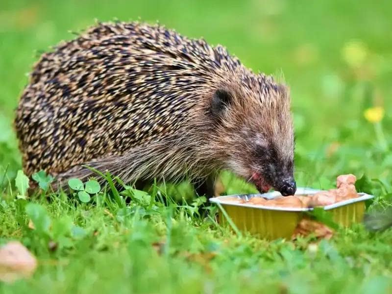 Hedgehog eating dogfood on a meadow