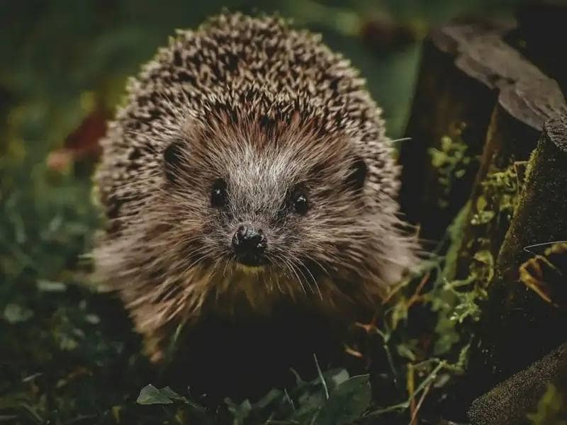 Hedgehog in the woods