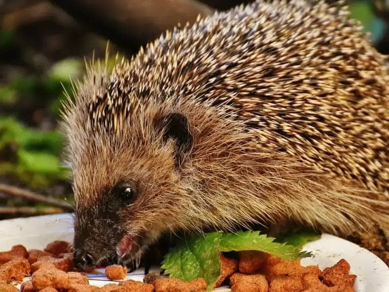 Feeding Hedgehogs in the Garden: A Guide for Animal Lovers