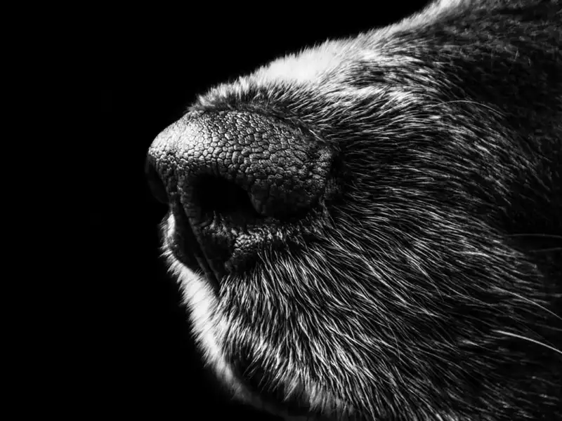 Dog snout in black and white
