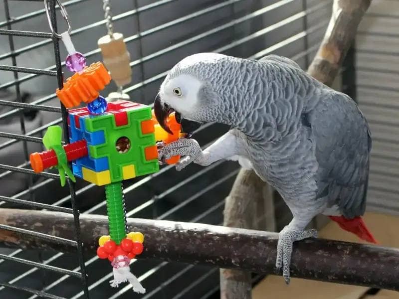 szara papuga siedzi na gałęzi i bawi się kolorową zabawką w kształcie kostki