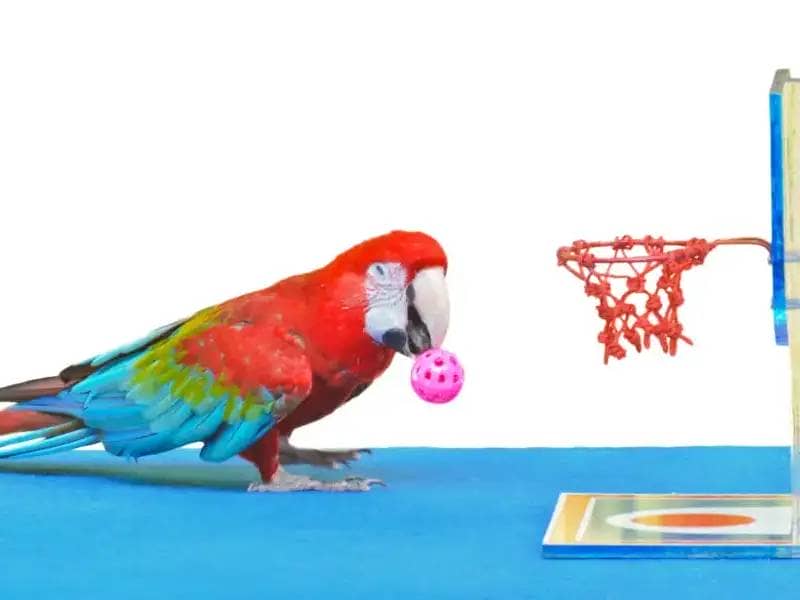 Inteligentne zabawki dla papug: Aktywność i sprawność Twojego pierzastego przyjaciela