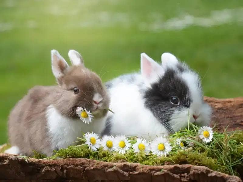 Two rabbits with daisies