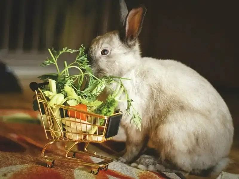 Rabbit eating lettuce from shopping basket