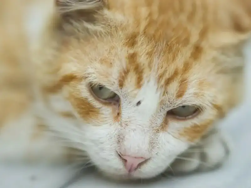 Red cat looks sad