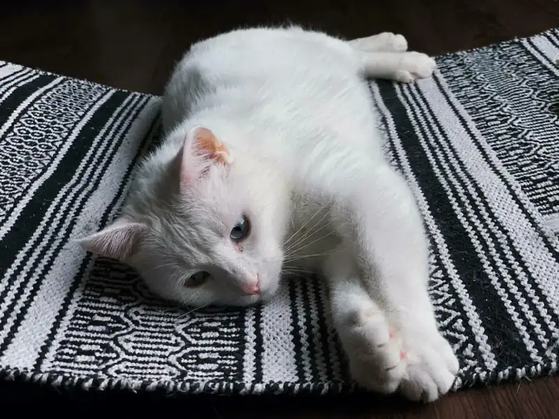 Weiße Katze liegt auf einem gestreiften Teppich