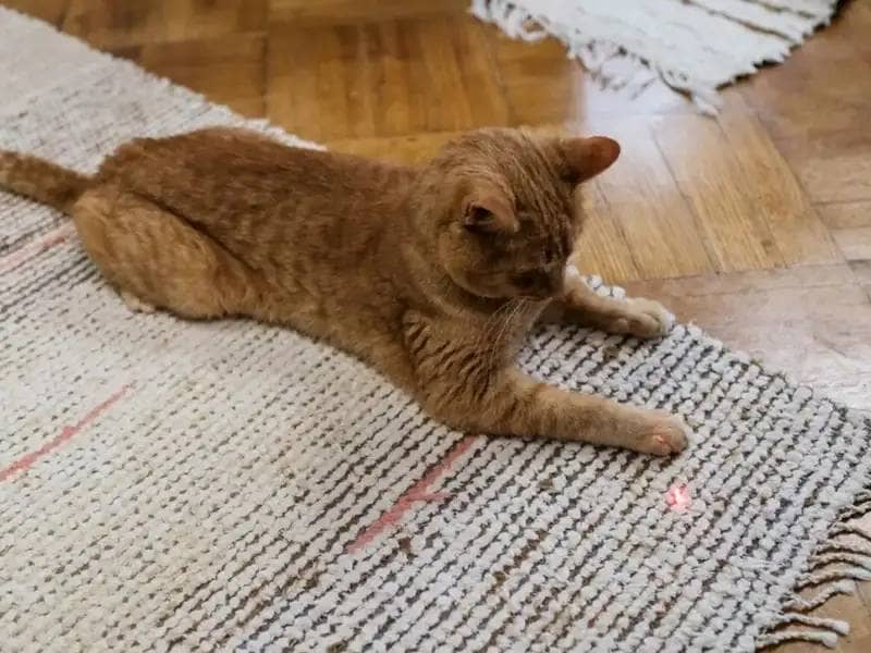 Czerwony kot goni wskaźnik laserowy