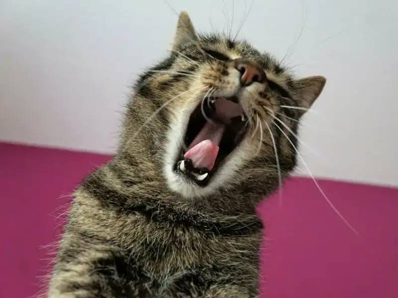 Tabby cat yawning in front of red and white background