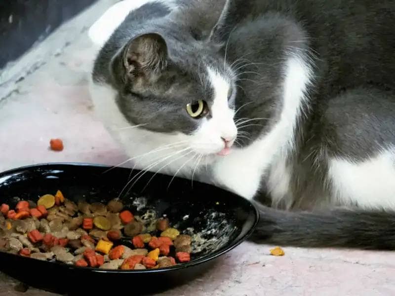 Grau-weiße Katze frisst Trockenfutter aus schwarzer Schüssel