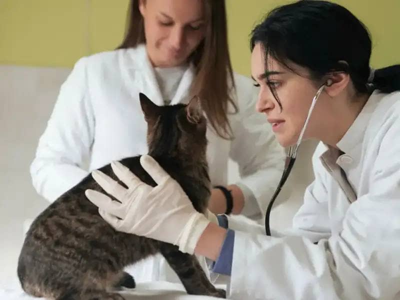 Veterinarian examines tabby cat