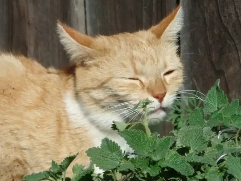 Growing Your Own Catnip